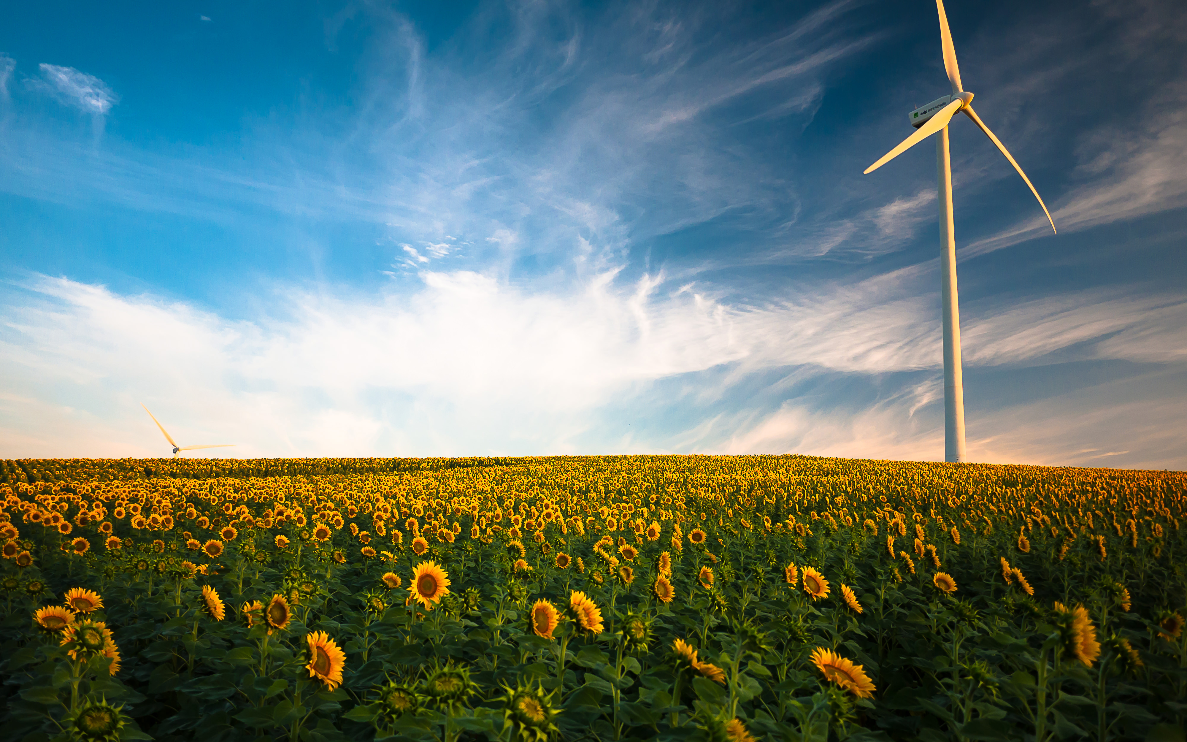 Wind turbine Sunflower field 4K7819112598